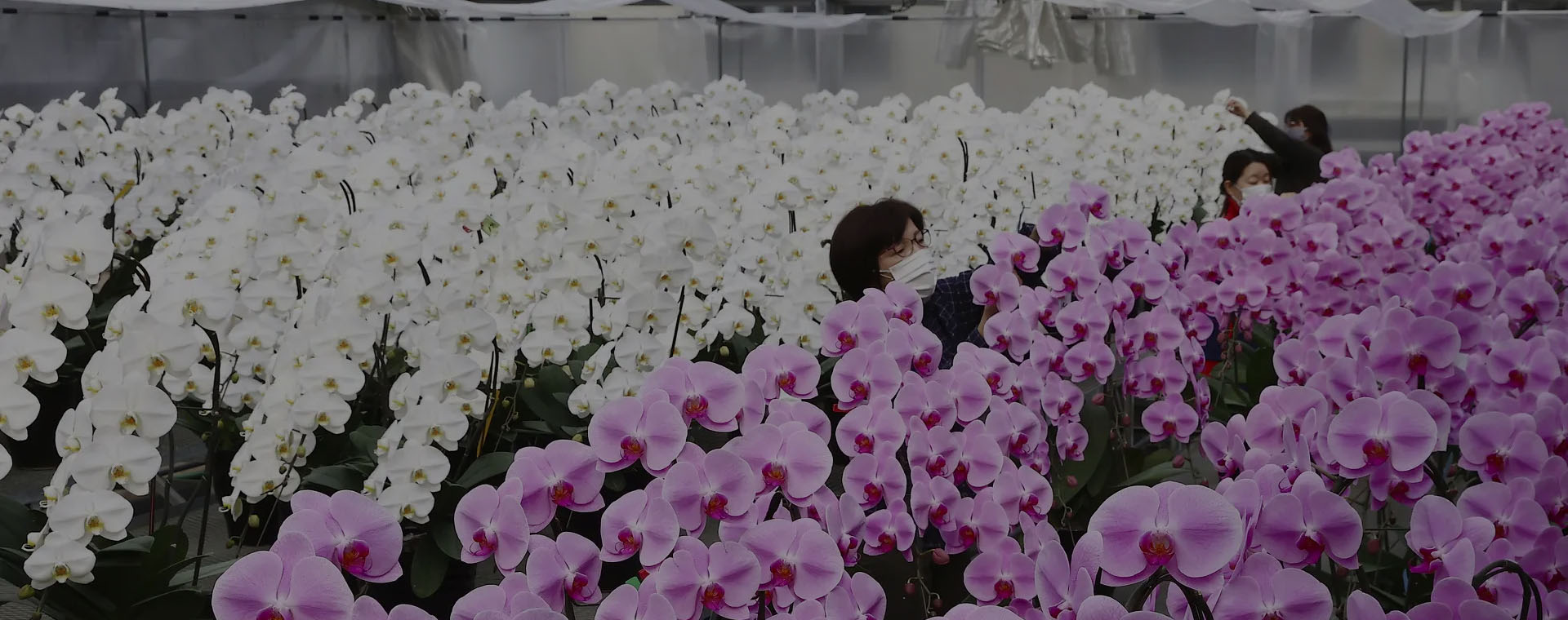 錦騰簽約《昆明統一花卉》內部管理系統